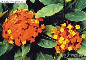 龍船花