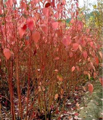 紅瑞木