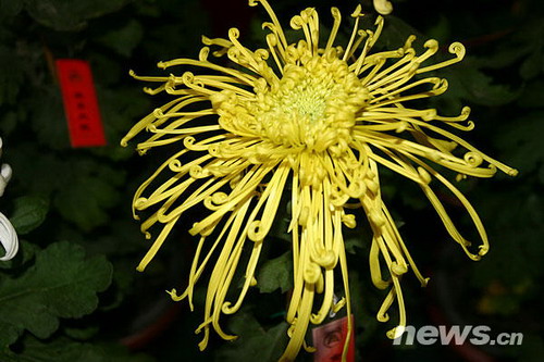 菊花品種??金鳳舞環(huán)