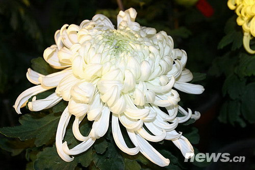 菊花品種??禾城故月鄉
