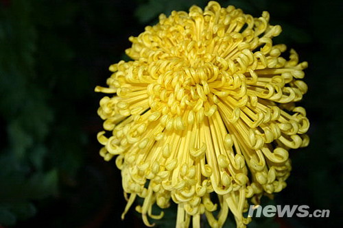 菊花品種??清見的明雪