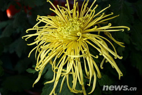 菊花品種??圣光的湘