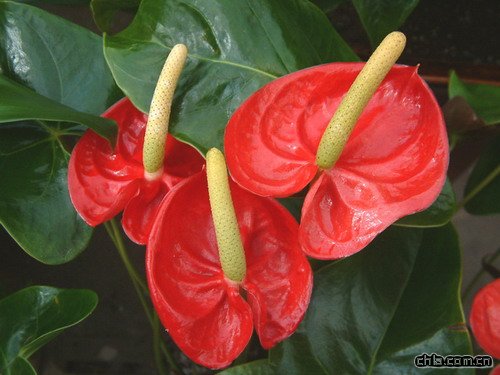 紅掌(花燭)栽培技術