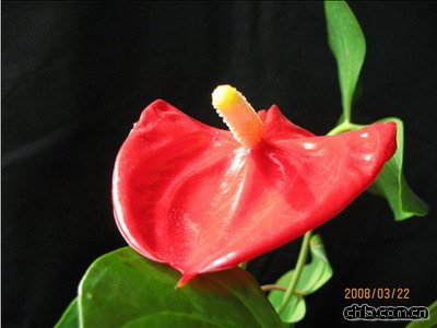 紅掌栽培技術(圖)