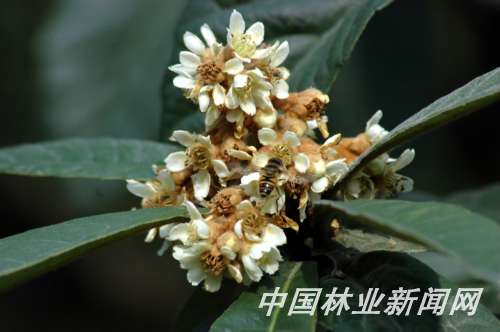 冬花夏果的枇杷