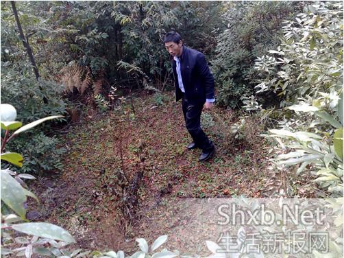 樹被偷走，只剩下了坑