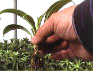 定植時的標準