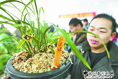 鄭州:蘭花品種大英蝶亮相蘭展(圖)