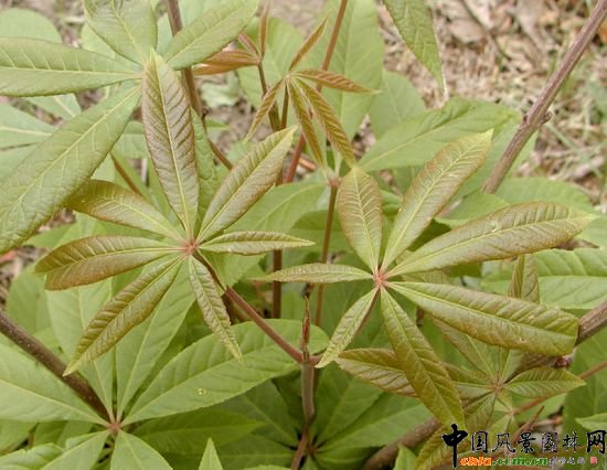 七葉樹(shù)