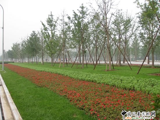 樹陣下的花卉