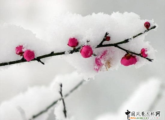 踏雪尋梅 梅花風(fēng)景圖片總集賞析(組圖)