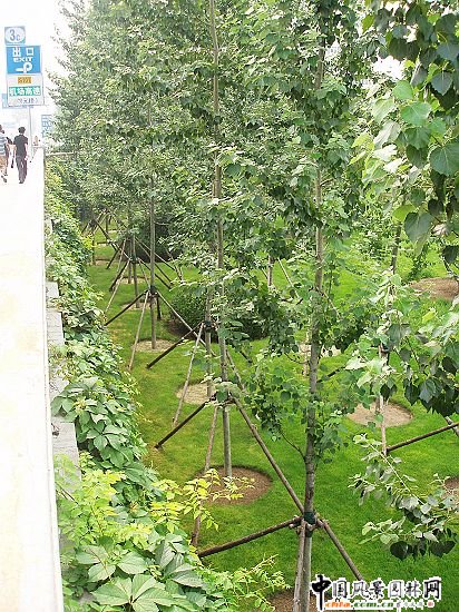 首都機(jī)場(chǎng)三元橋