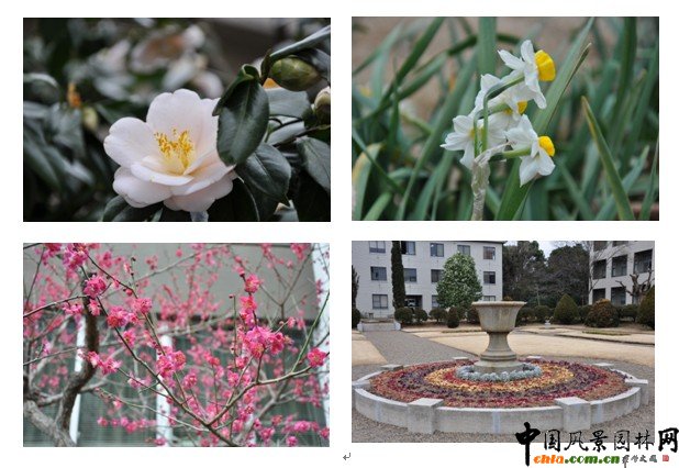 日本千葉大學園藝學部校園初春速報