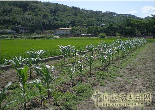 王曉璘 生態(tài)社區(qū) 城鄉(xiāng)改造 在地理論 環(huán)境保護