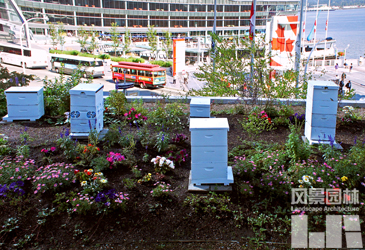 屋頂農(nóng)場 天空菜園 城市規(guī)劃 屋頂綠化 城市綠地