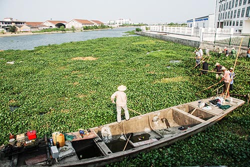 外來物種 物種入侵 植物種子 生態(tài)系統(tǒng)