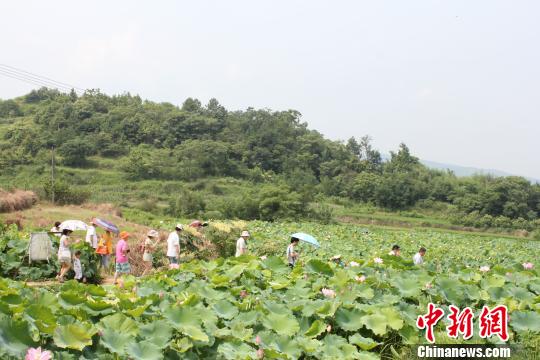 湖南邵陽(yáng)市農(nóng)民引種“太空蓮”