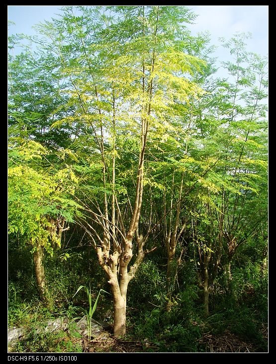 辣木樹(shù)