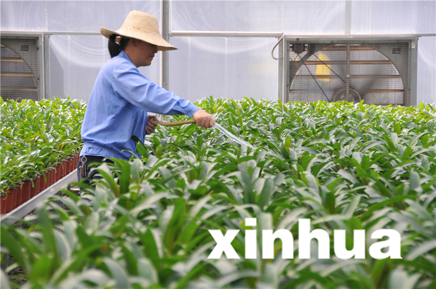 8月19日，三峽苗圃研究中心育苗蔭棚中，工作人員對(duì)中心引種的植物進(jìn)行灌溉。