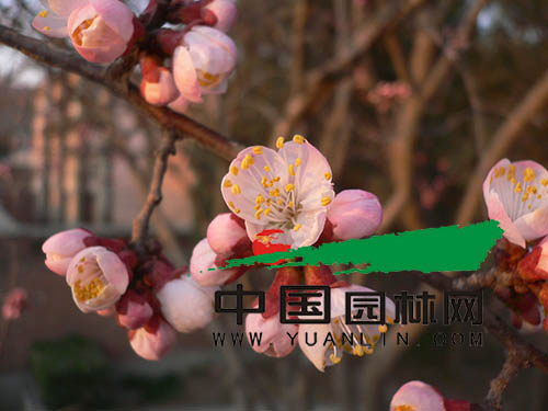 山杏作為北方的鄉(xiāng)土樹種 應該在園林綠化中占有一席之地