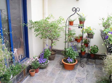 向陽(yáng)而生的草木 帶你享受陽(yáng)臺(tái)花園燦爛時(shí)光
