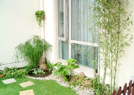 向陽(yáng)而生的草木 帶你享受陽(yáng)臺(tái)花園燦爛時(shí)光