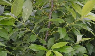北美冬青考察團(tuán)赴荷蘭考察報(bào)告