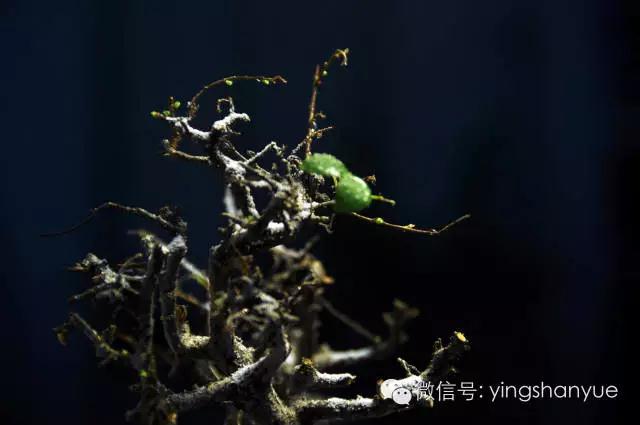 墨爻盆景作品：片片互玲瓏，飛揚(yáng)玉漏終。——《山澗小雪》