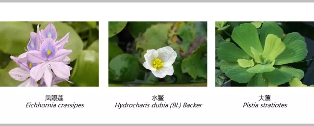 河道景觀植物搭配你知道嗎？