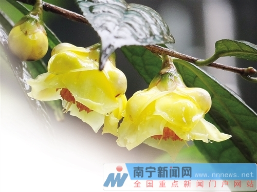 首批國(guó)家花卉種質(zhì)資源庫(kù)確定 南寧兩處資源庫(kù)入選