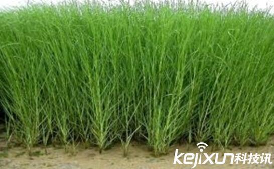 植物知識(shí)：中國(guó)入侵植物盤點(diǎn)