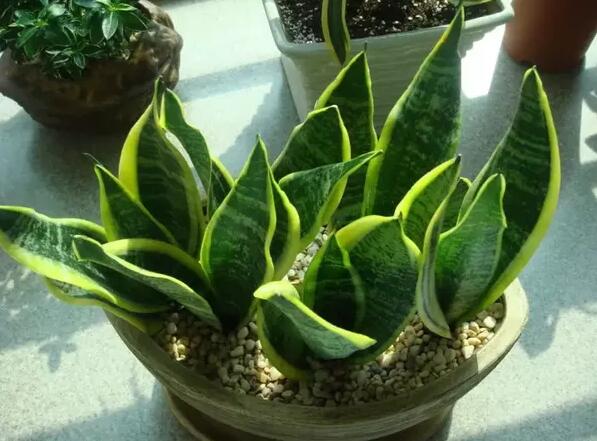 12生肖都有對(duì)應(yīng)的幸運(yùn)植物