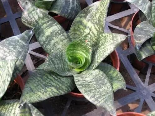 12生肖都有對(duì)應(yīng)的幸運(yùn)植物
