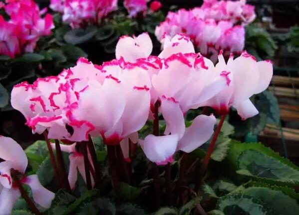 12生肖都有對(duì)應(yīng)的幸運(yùn)植物