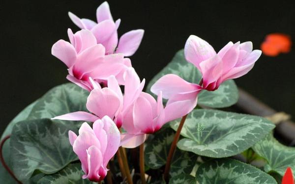 12生肖都有對(duì)應(yīng)的幸運(yùn)植物