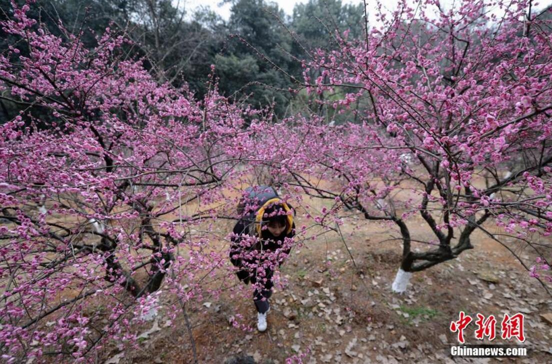 湖南省植物園千株梅花開(kāi) 市民賞梅迎春