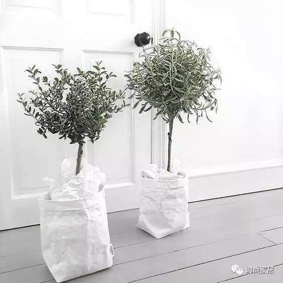 當(dāng)植物碰到紙袋呈現(xiàn)想不到的效果