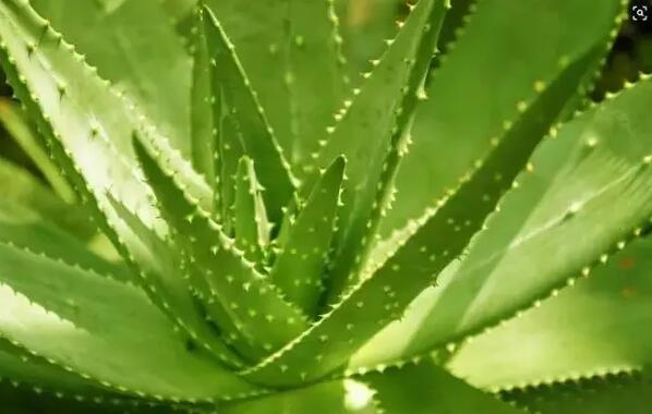 適合家庭栽培的吸毒植物，你知道哪些？