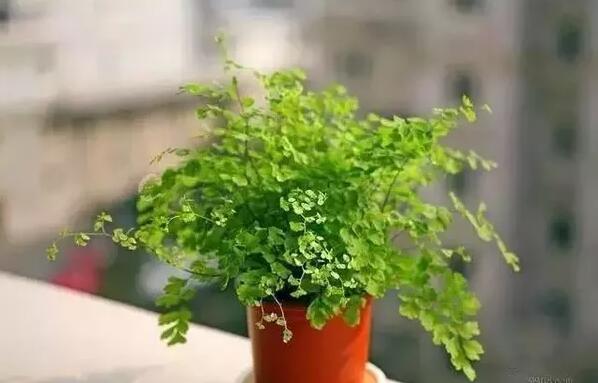 適合家庭栽培的吸毒植物，你知道哪些？