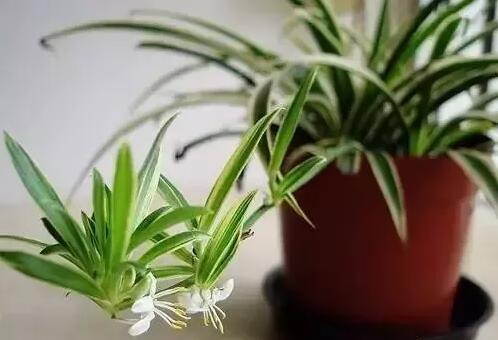 適合家庭栽培的吸毒植物，你知道哪些？