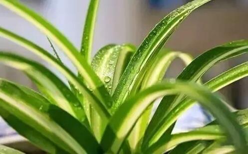 適合家庭栽培的吸毒植物，你知道哪些？