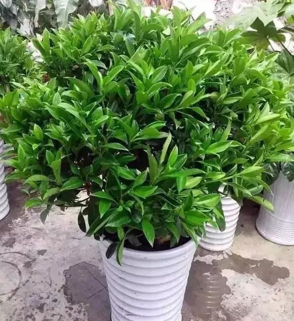 適合家庭栽培的吸毒植物，你知道哪些？