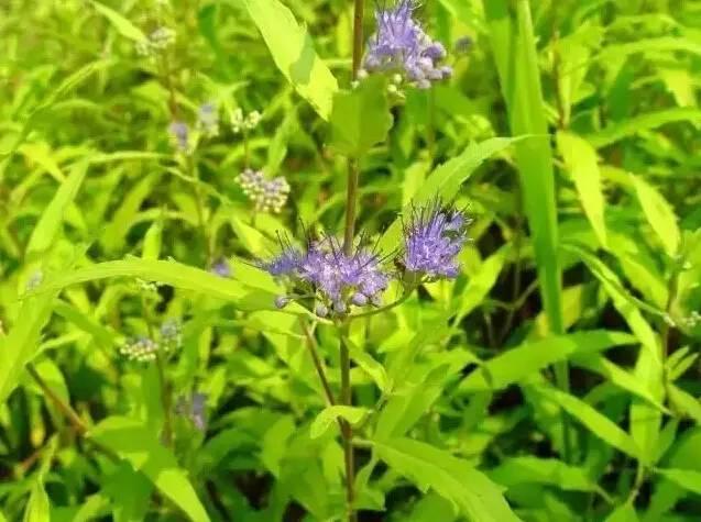 認(rèn)識(shí)植物：這些常見的園林植物你認(rèn)識(shí)嗎？