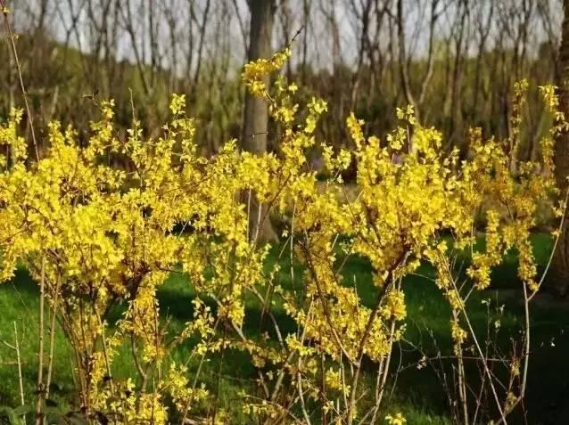 認(rèn)識(shí)植物：這些常見的園林植物你認(rèn)識(shí)嗎？