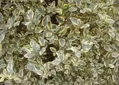 認(rèn)識(shí)植物：這些常見的園林植物你認(rèn)識(shí)嗎？