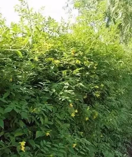 認(rèn)識(shí)植物：這些常見的園林植物你認(rèn)識(shí)嗎？