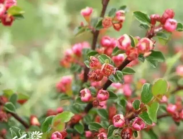 認(rèn)識(shí)植物：這些常見的園林植物你認(rèn)識(shí)嗎？