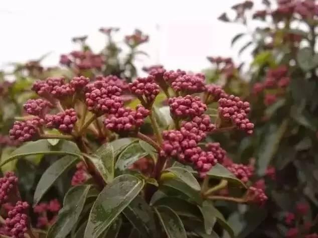 認(rèn)識(shí)植物：這些常見的園林植物你認(rèn)識(shí)嗎？