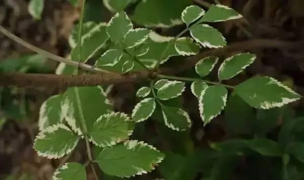 認(rèn)識(shí)植物：這些常見的園林植物你認(rèn)識(shí)嗎？