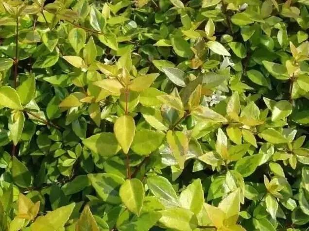 認(rèn)識(shí)植物：這些常見的園林植物你認(rèn)識(shí)嗎？